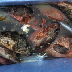 キビナゴでカサゴ&キジハタ